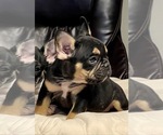 Small Photo #51 French Bulldog Puppy For Sale in JACKSONVILLE, FL, USA