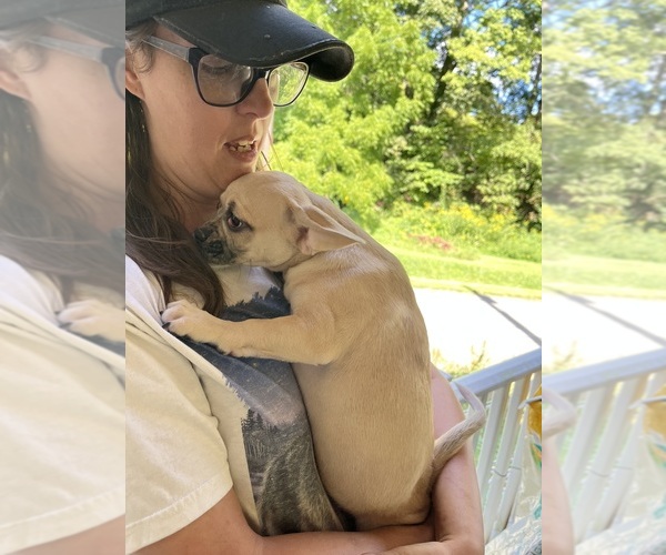 Medium Photo #12 French Bullhuahua Puppy For Sale in SPRAGGS, PA, USA