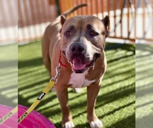 Mutt Dogs for adoption in Las Vegas, NV, USA