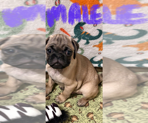 Pug Puppy for Sale in FREDERICKSBURG, Virginia USA