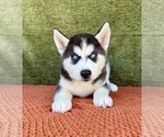 Image preview for Ad Listing. Nickname: Litter of 3