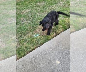 Goldendoodle-YorkiePoo Mix Puppy for sale in GROVETOWN, GA, USA