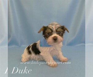 Yorkshire Terrier Puppy for sale in WINNSBORO, LA, USA
