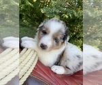 Small Photo #25 Australian Shepherd Puppy For Sale in ARBA, IN, USA