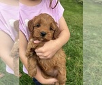 Small #6 Goldendoodle (Miniature)