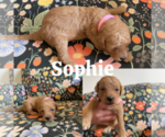 Small Photo #7 Goldendoodle (Miniature) Puppy For Sale in NASHVILLE, TN, USA