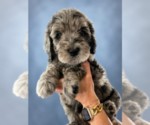 Puppy Roland Goldendoodle