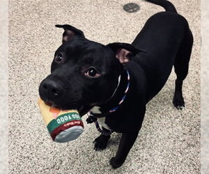 Mutt Dogs for adoption in Fort Collins, CO, USA