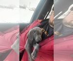 Small Photo #1 Weimaraner Puppy For Sale in BLAIR, WI, USA