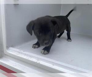 Labrador Retriever-Unknown Mix Dogs for adoption in Houston, TX, USA