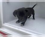 Small Labrador Retriever Mix