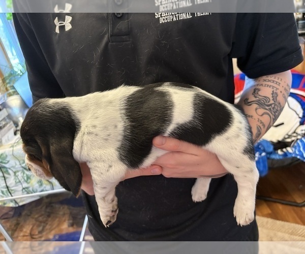 Medium Photo #11 Basset Hound Puppy For Sale in VERNON ROCKVILLE, CT, USA