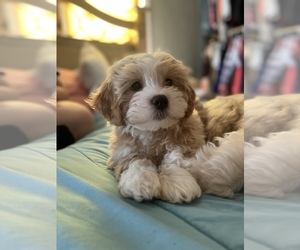 ShihPoo Puppy for sale in LOWELL, MA, USA