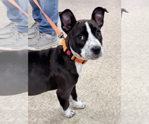 Medium Photo #7 Mutt Puppy For Sale in Wenonah, NJ, USA