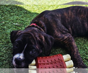 Neapolitan Mastiff-Unknown Mix Dogs for adoption in Costa Mesa , CA, USA