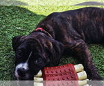 Small Neapolitan Mastiff Mix