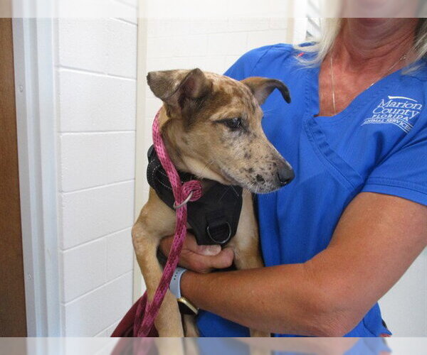 Medium Photo #1 Catahoula Leopard Dog-Unknown Mix Puppy For Sale in Ocala, FL, USA