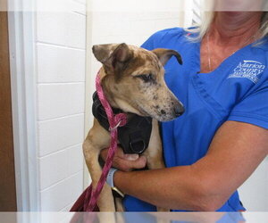 Catahoula Leopard Dog-Unknown Mix Dogs for adoption in Ocala, FL, USA