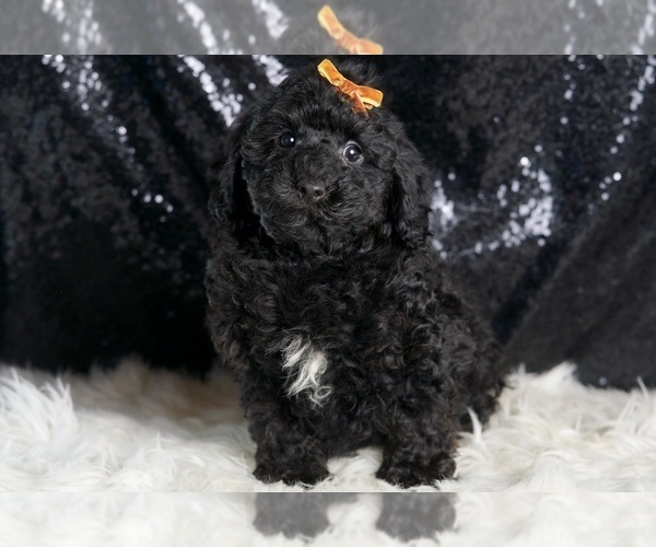 Medium Photo #3 Poodle (Toy) Puppy For Sale in WARSAW, IN, USA