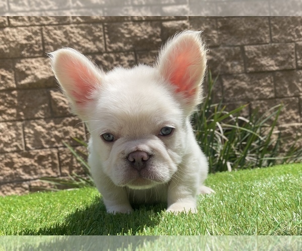 Medium Photo #3 French Bulldog Puppy For Sale in FONTANA, CA, USA