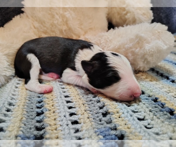 Medium Photo #6 Border Collie Puppy For Sale in NORBORNE, MO, USA