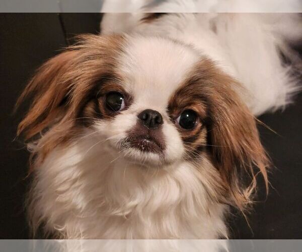 Medium Photo #1 Japanese Chin Puppy For Sale in SALEM, OR, USA