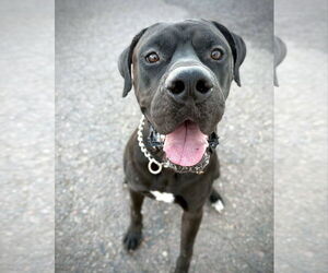 Mastiff-Unknown Mix Dogs for adoption in phoenix, AZ, USA