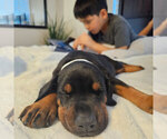 Small Photo #7 Doberman Pinscher Puppy For Sale in FORT LAUDERDALE, FL, USA