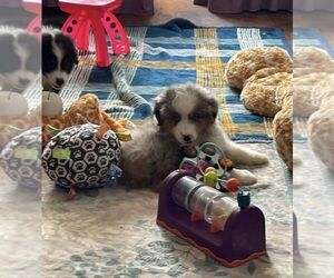 Miniature American Shepherd Puppy for sale in GARYSBURG, NC, USA