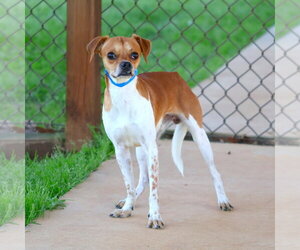 Parson Russell Terrier-Unknown Mix Dogs for adoption in Grovetown, GA, USA