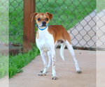 Small Parson Russell Terrier Mix