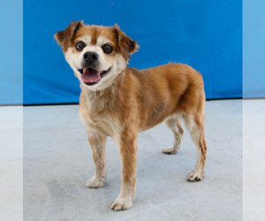 Pekingese Dogs for adoption in Pasadena, CA, USA
