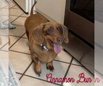 Small #3 Dachshund