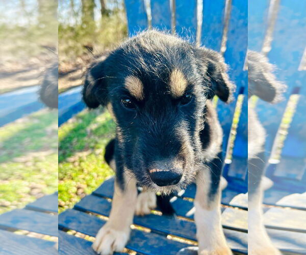 Medium Photo #4 Australian Shepherd-Unknown Mix Puppy For Sale in Pacolet, SC, USA