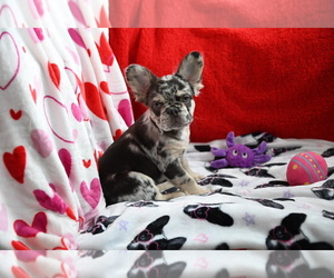 French Bulldog Puppy for sale in CHICAGO, IL, USA