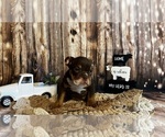 Small #5 Bulldog