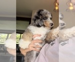 Small #7 Bernedoodle