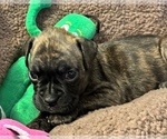 Small Photo #8 Boxer Puppy For Sale in LANSING, MI, USA