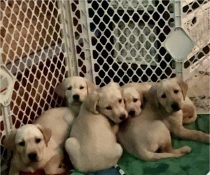 Golden Labrador-Labrador Retriever Mix Puppy for sale in ARLINGTON, WA, USA