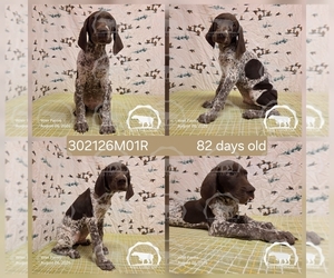 Medium German Shorthaired Pointer