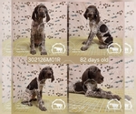Puppy Boy 302126M01R German Shorthaired Pointer