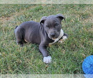 American Pit Bull Terrier-Unknown Mix Dogs for adoption in Mooresville, NC, USA