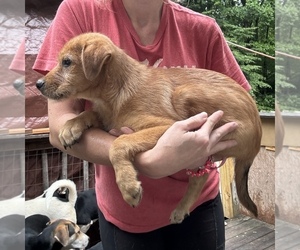 Australian Cattle Dog-Beagle Mix Puppy for sale in CLINTON, TN, USA