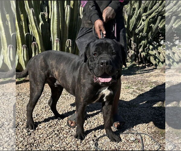 Medium Photo #4 Mastiff Puppy For Sale in Goodyear, AZ, USA