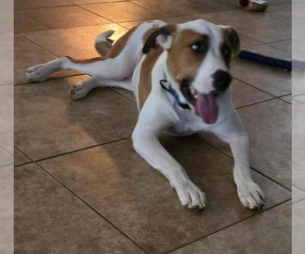 Medium Photo #5 Labrador Retriever-Unknown Mix Puppy For Sale in San Antonio, TX, USA