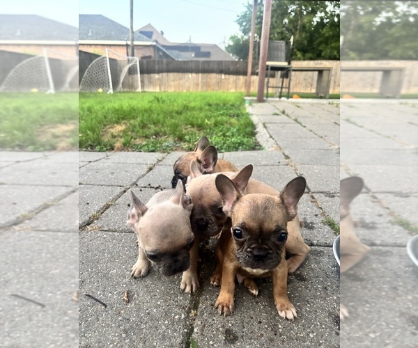 Medium Photo #1 French Bulldog Puppy For Sale in FORT WORTH, TX, USA
