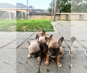 French Bulldog Puppy for sale in FORT WORTH, TX, USA