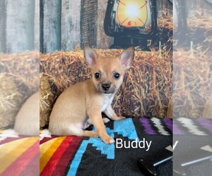 Chihuahua Puppy for sale in LEBANON, PA, USA