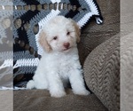 Puppy 3 Poodle (Toy)