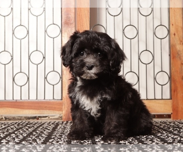 Medium Photo #4 ShihPoo Puppy For Sale in NAPLES, FL, USA
